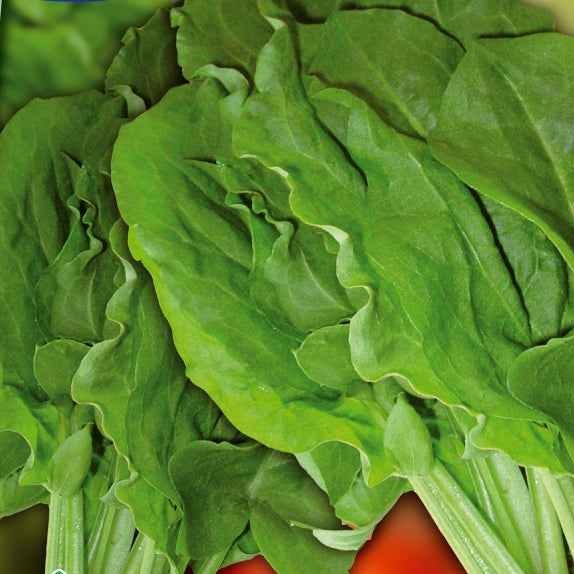 Oseille sauvage Green de Belleville - Willemse