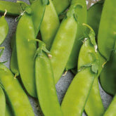 Pois mangetout Norli Bio - Willemse
