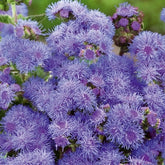 Agérate du Mexique Blue Mink - Willemse