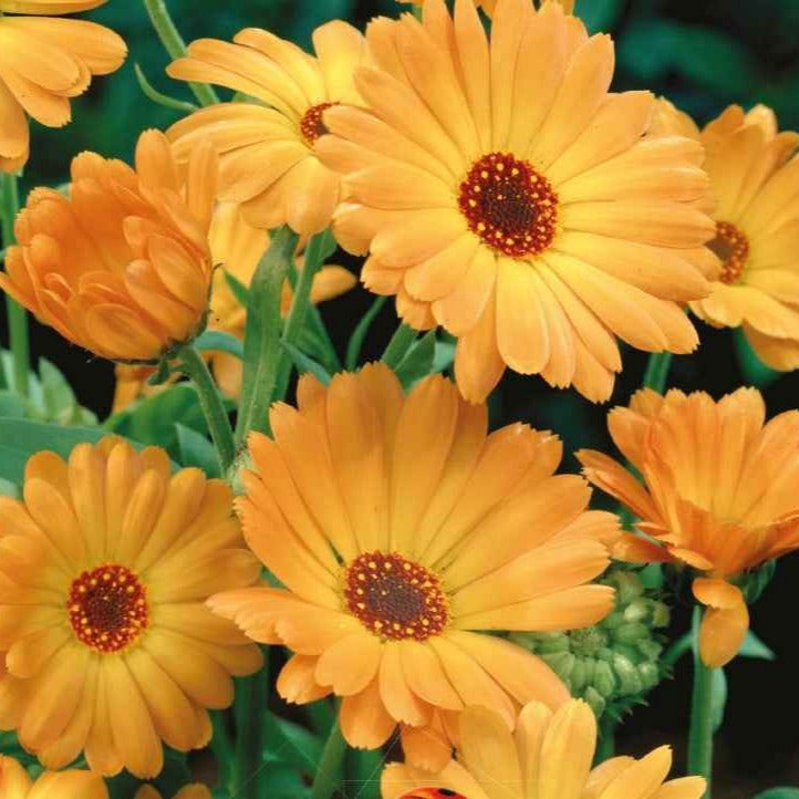 Souci simple Grand Nova Bio - Willemse