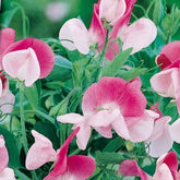 Pois de senteur Painted lady 1937 - Willemse