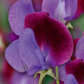 Pois de senteur Cupani's Original 1699 - Willemse