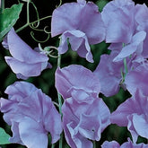 Pois de senteur Lord Nelson 1907 - Willemse