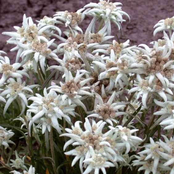Edelweiss vivace - Willemse