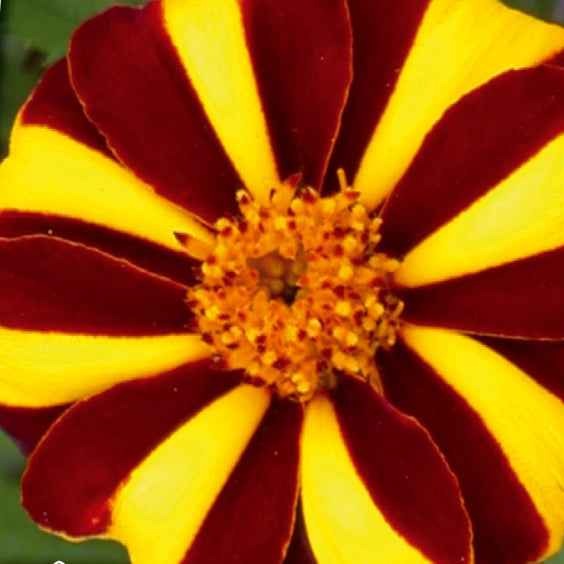 Oeillet d'Inde nain simple Mr. Majestic - Tagetes patula nana mr. majestic - Potager