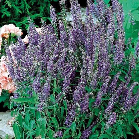 Véronique en épis vivace Blue Shades - Veronica spicata blue shades - Potager