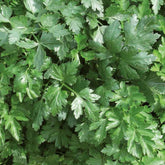 Persil plat Géant d'Italie Bio - Willemse