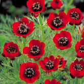 Adonis d'été Deep Red - Willemse