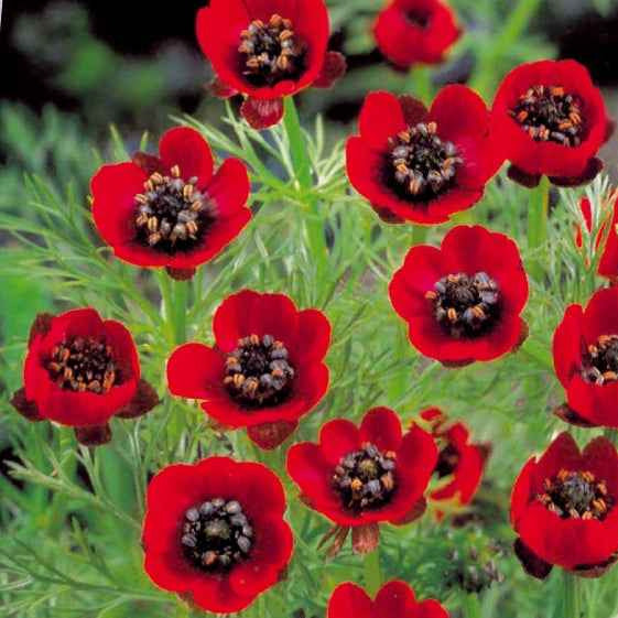 Adonis d'été Deep Red - Willemse