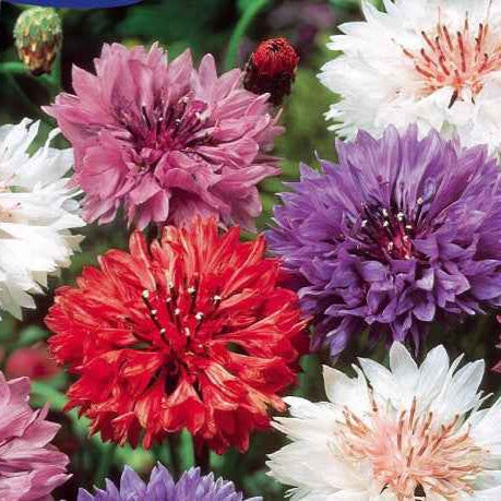 Centaurée à fleurs double en mélange - Willemse