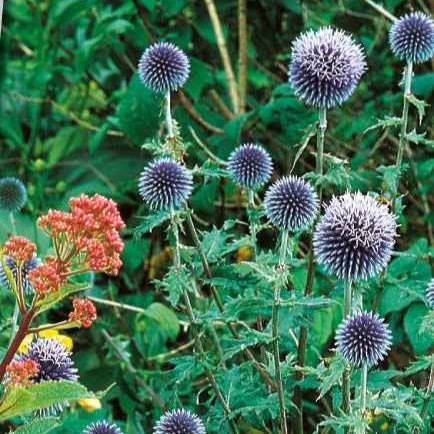 Boule azurée - Chardon boule - Echinops - Echinops ritro - Potager