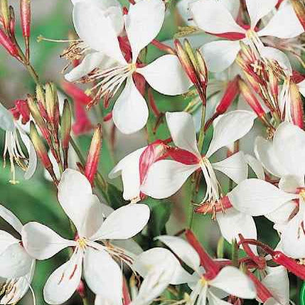 Gaura The Bride - Gaura lindheimerii the bride - Potager