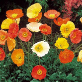 Pavot d'Islande Artist's Glory en mélange - Willemse