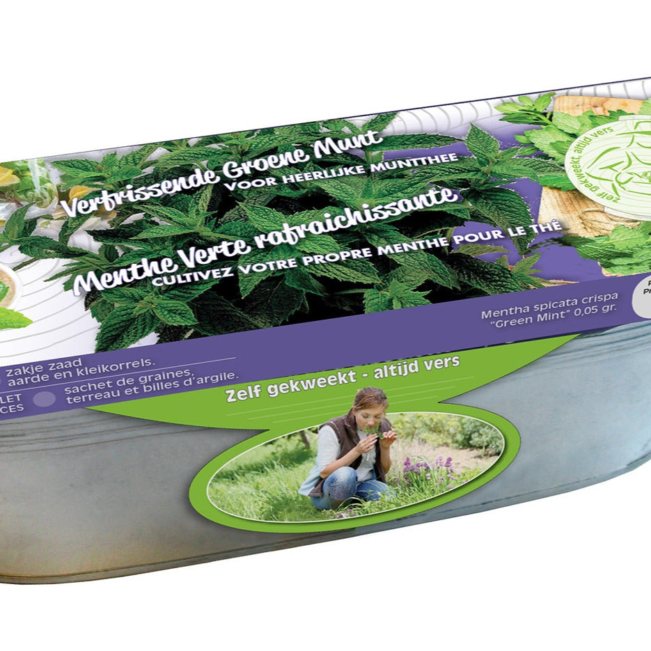 Graines de Menthes crépues et jardinière zinc - Willemse