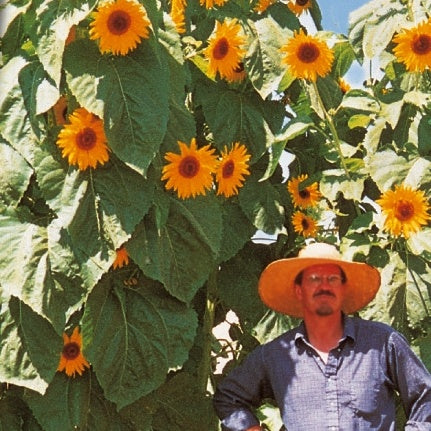 Tournesol à fleur géante Kong F1 - Willemse