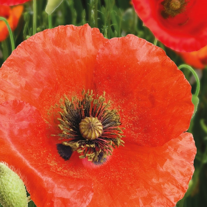 Vente Pavot Red Corn Poppy Bio - Papaver rhoeas red corn poppy