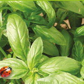 Basilic amélioration de Genovese Bio - Willemse