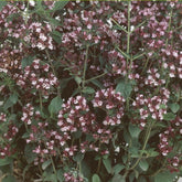 Origan - Marjolaine vivace Bio - Willemse