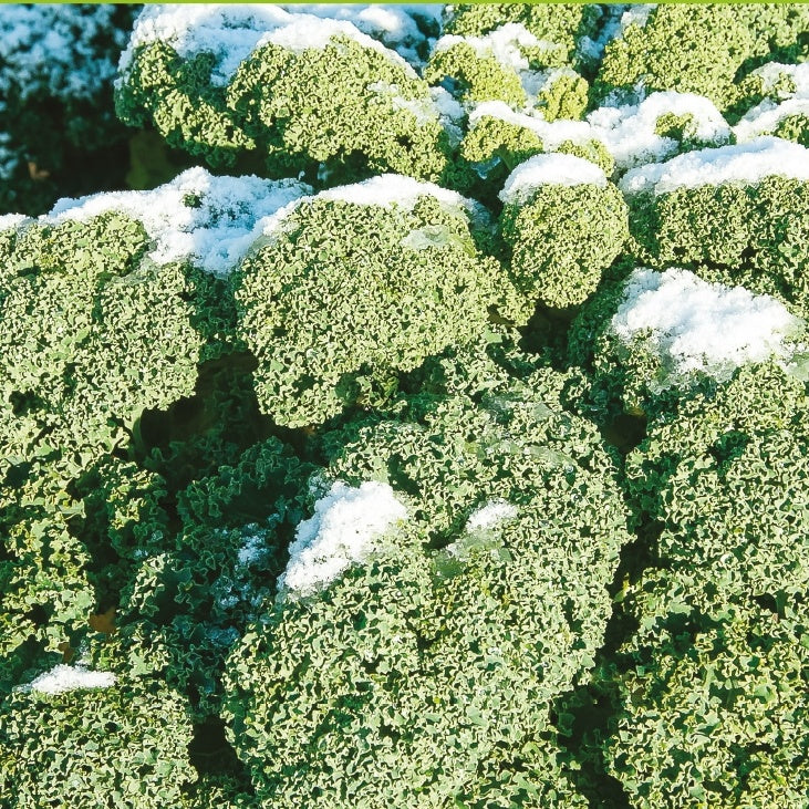 Chou frisé d'hiver demi nain Westlandse Winter Bio - Willemse