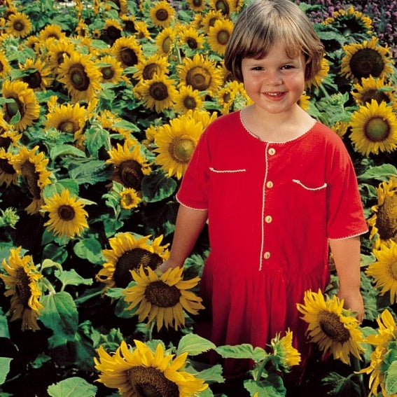Tournesol à fleur simple naine Sunspot - Helianthus annuus sunspot - Willemse