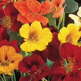 Capucines à grandes fleurs simples en mélange Bio - Willemse