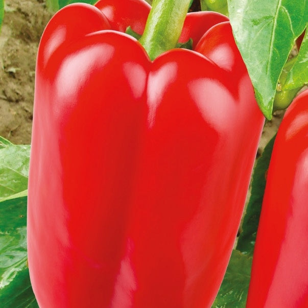 Poivron Jubilandska Bio - Capsicum annuum jubilandska - Willemse