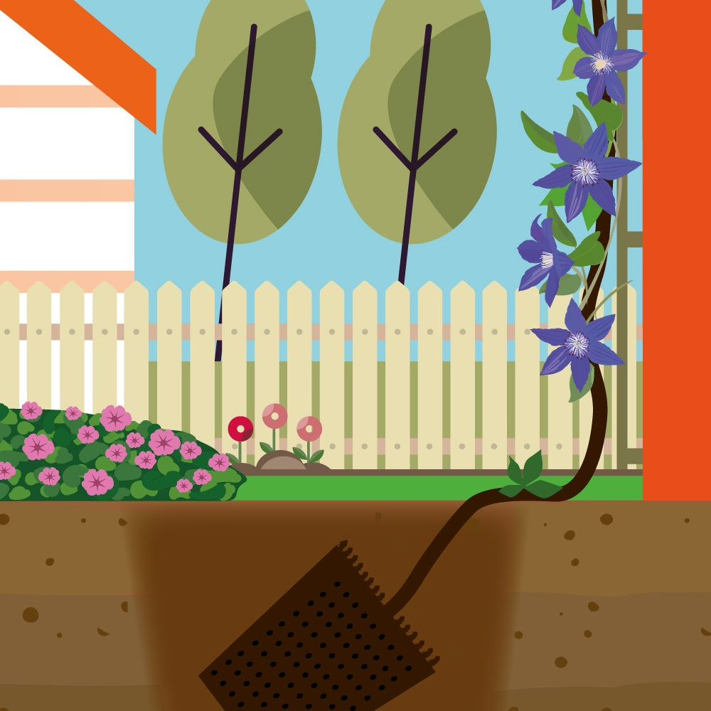 Vente Collection de 3 Clématites : Ville de Lyon, Miss Bateman, Président - Clematis Ville de Lyon, Miss Bateman, Président