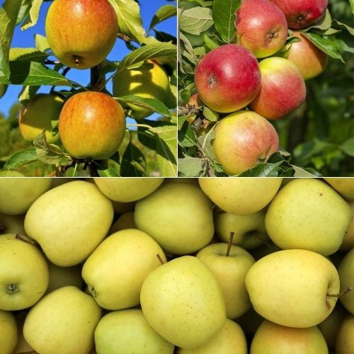 Collection de Pommiers : Reine de reinettes, Cox's, Golden Delicious - Malus domestica reine de reinettes, cox's, golden delicious - Plantes