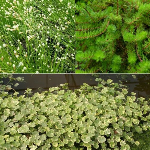 3 plantes oxygénantes en mélange - Hydrocotyle, Myriophyllum, Scirpus - Plantes aquatiques