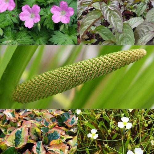 5 plantes de bassin et de berge parfumées en mélange - Acorus, Baldellia, Geranium, Houttuynia, Mentha, Preslia - Plantes aquatiques