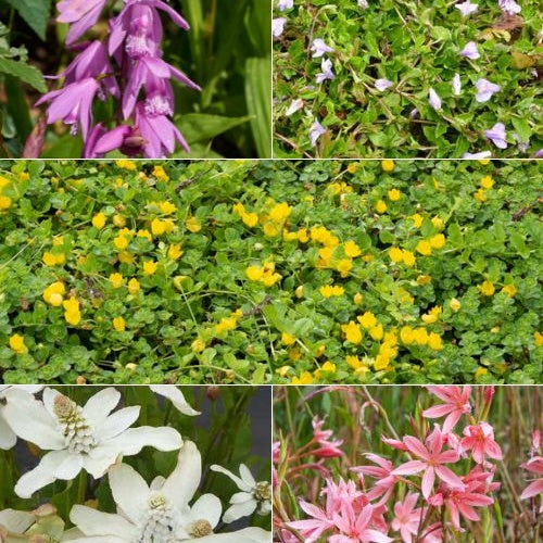5 plantes de bassin à fleurs en mélange - Anemopsis, Bletilla, Iris, Lysimachia, Mazus, Schizostylis - Plantes aquatiques