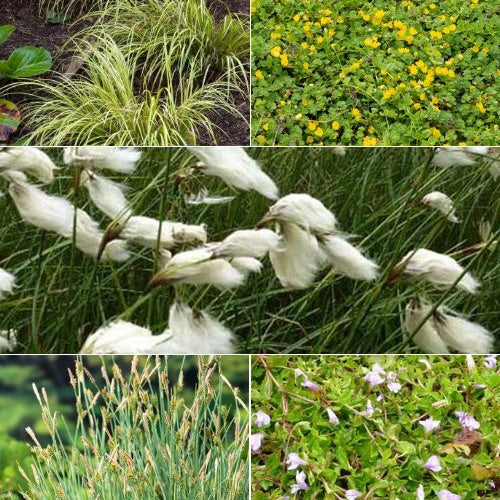 5 plantes de bassin favorables aux insectes en mélange - Acorus, Carex, Eriophorum, Mazus, Lysimachia, Thulbachia - Plantes aquatiques