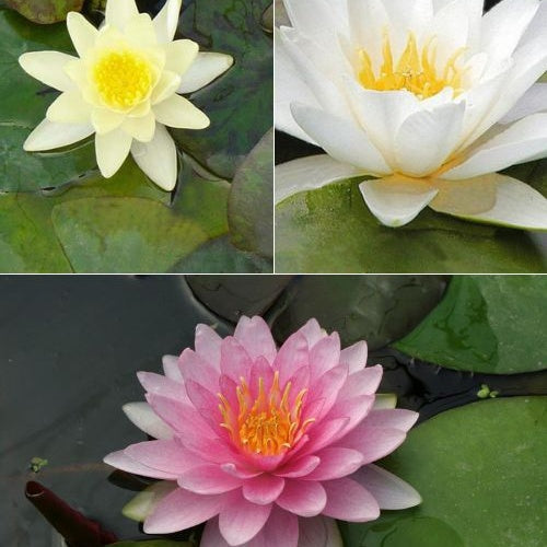 3 Nénuphars roses - jaunes - blancs - Nymphaea - Willemse