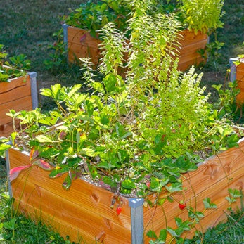 Carré potager en bois Douglas - - Willemse