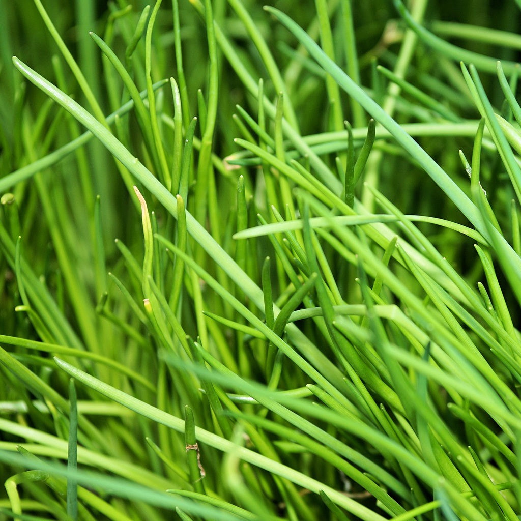 Ciboulette BIO - Willemse