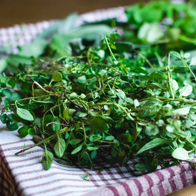 Cresson vivace des Jardins - Willemse