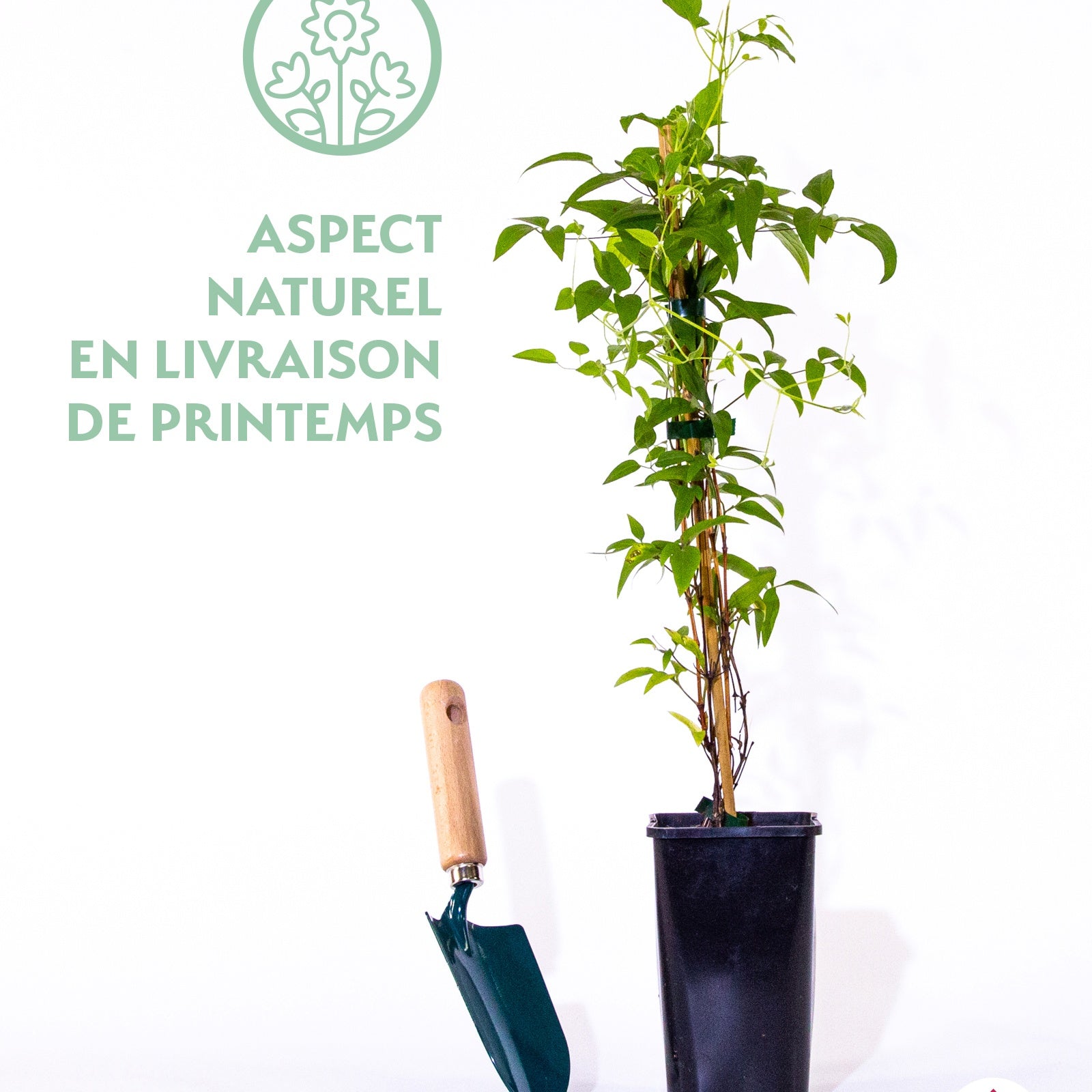 Clématites - Clématite Nancy, Jour de la Terre® - Clematis integrifolia nancy jour de la terre®clemi