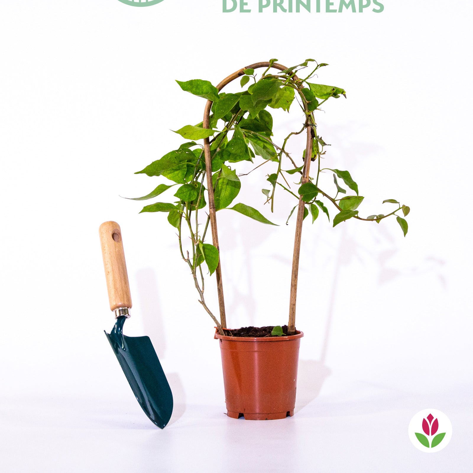 Vente Bougainvillier Blanc - Bougainvillea white