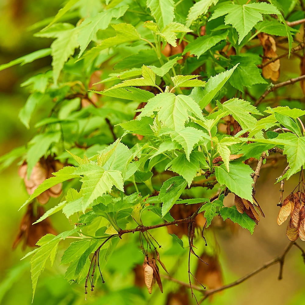 Acer ginnala - Erable du fleuve Amour - Erable