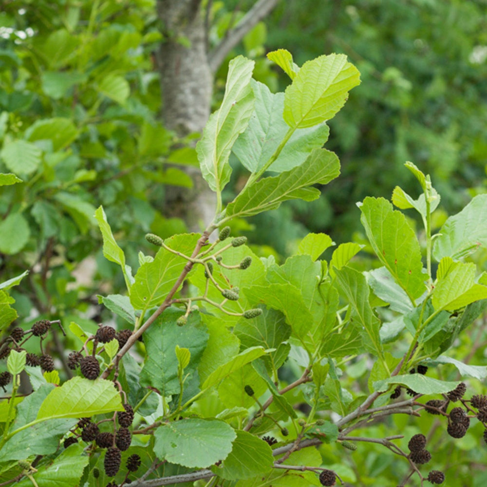 Aulne glutineux - Alnus glutinosa