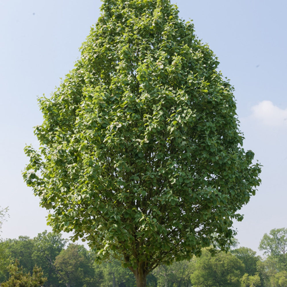 Aulne blanc - Alnus incana - Plantes