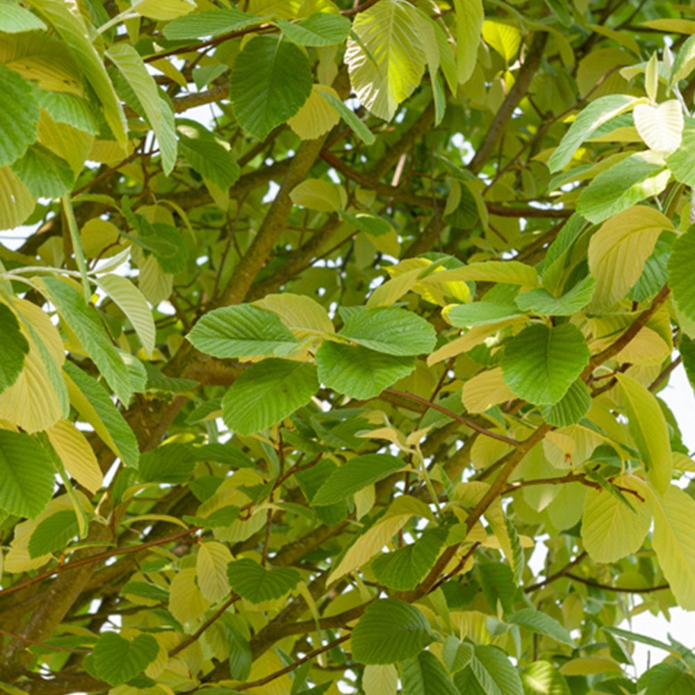 Aulne blanc - Alnus incana - Arbres