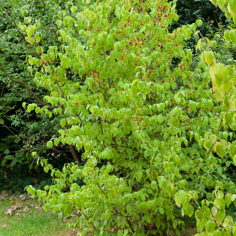 Cornouiller mâle - Cornus mas - Arbustes