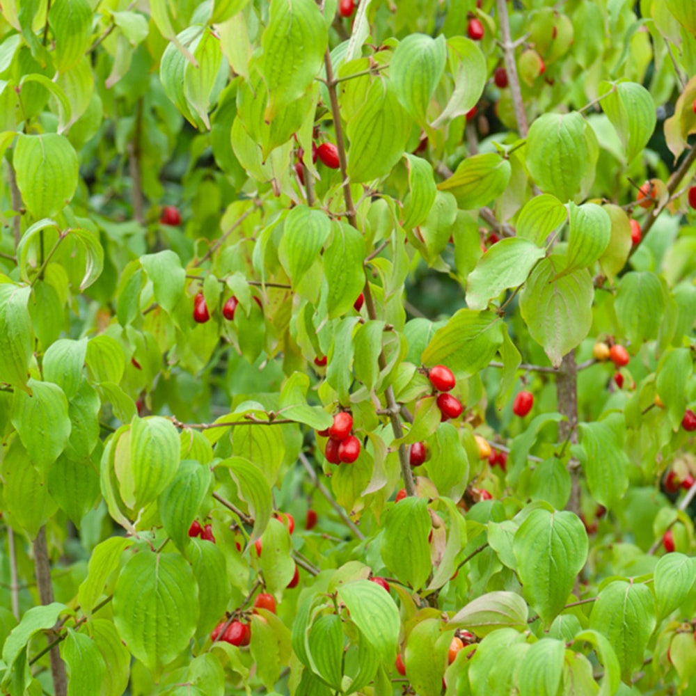 Cornouiller mâle - Cornus mas - Cornouillers