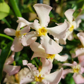 Jasmin étoilé Pink Showers - Willemse