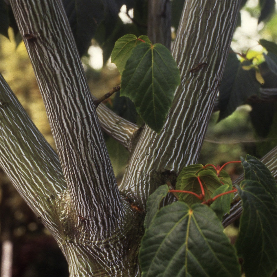 Erable du père David - Acer davidii - Plantes