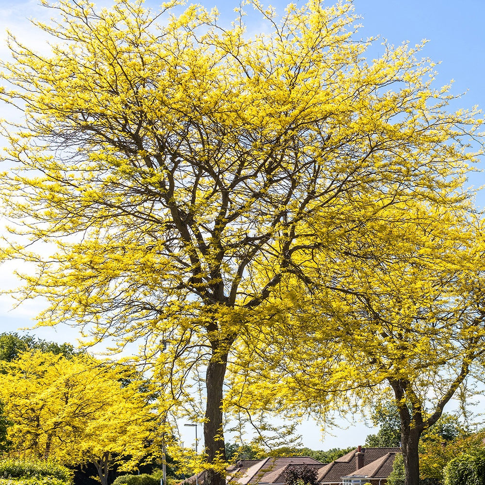 Févier d'Amérique Sunburst - Gleditsia triacanthos Sunburst - Plantes