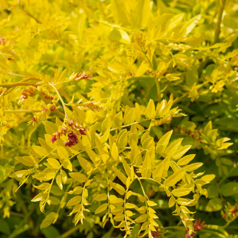 Févier d'Amérique Sunburst - Gleditsia triacanthos Sunburst - Arbres