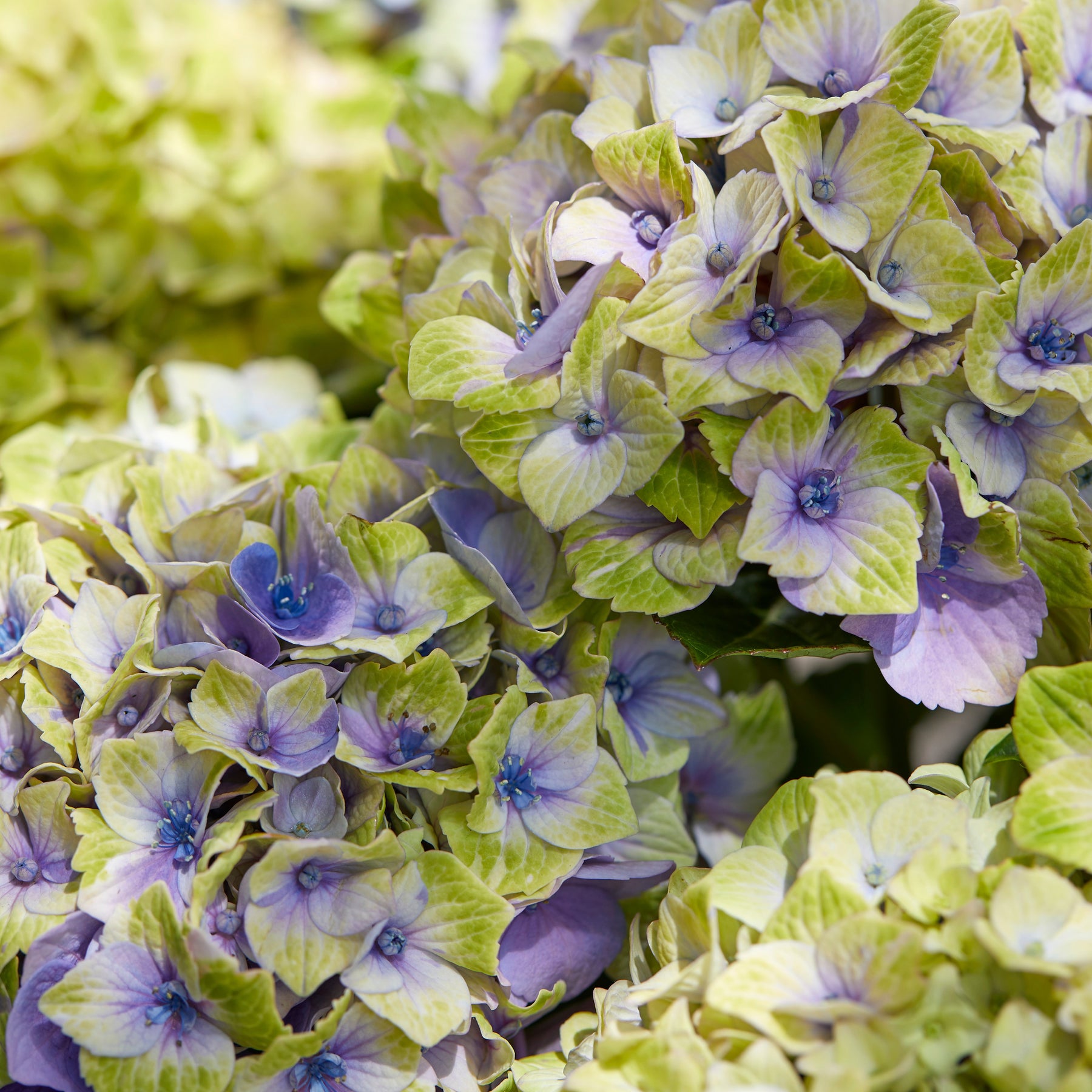 Hydrangea macrophylla 'jewel' - Hortensia Jewel - Hortensia à grandes feuilles