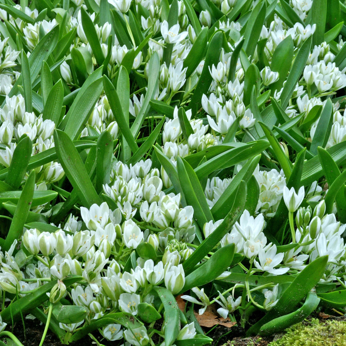 20 Ornithogales - Ornithogalum balansae - Willemse